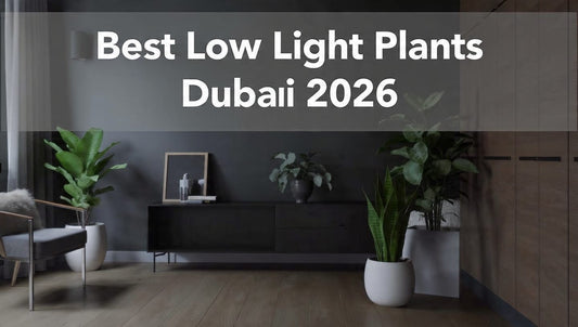 Best low light indoor plants Dubai apartments no sunlight