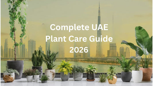 complete uae plant care guide