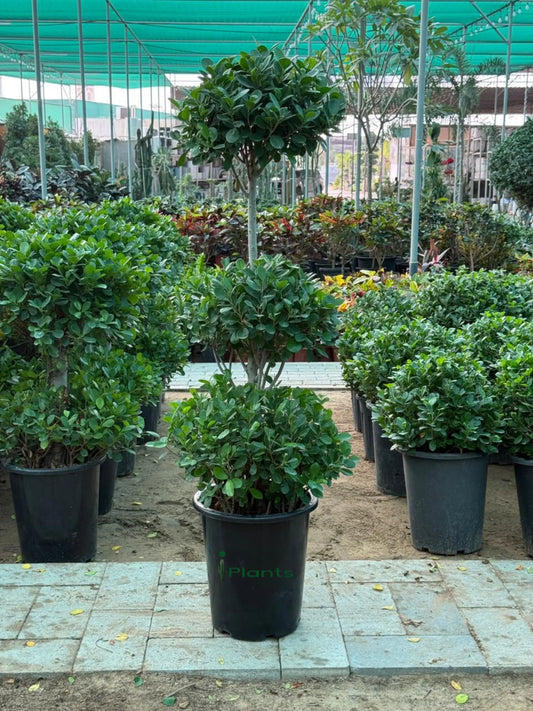 Ficus panda 3 head iPlants