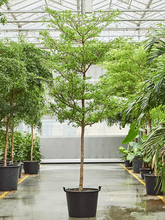 Busida Tree (Bucida Shady Lady) iPlants