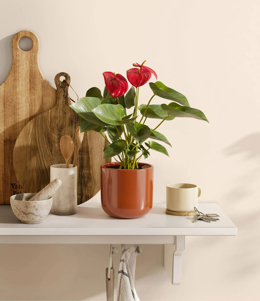 Anthurium Red iPlants