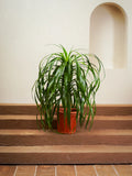 Dracaena Draco
