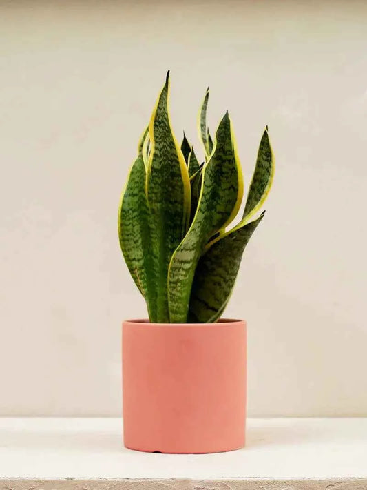 Snake Plant (Sansevieria Trifasciata Laurentii)