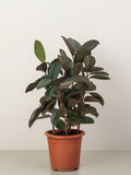 Rubber Plant