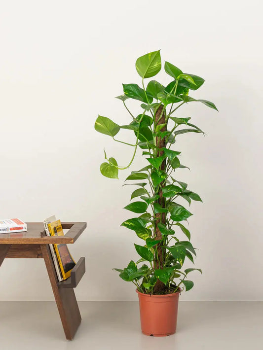 Money Plant (Holland) iPlants