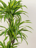 Dracaena Lemon Lime