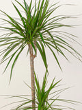 Dracaena Marginata Head