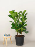 Fiddle Leaf Plant- A large, broad-leafed evergreen tree with a unique, violin-shaped leaf