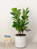 Fiddle Leaf Plant- A large, broad-leafed evergreen tree with a unique, violin-shaped leaf
