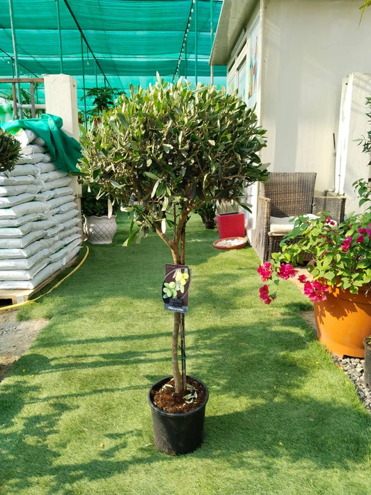 Olive One Head iPlants