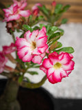 Desert Rose