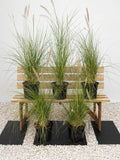 Green Fountain Grass