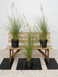 Green Fountain Grass
