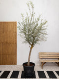 Olive Tree - A small evergreen tree cultivated for its fruit and oil