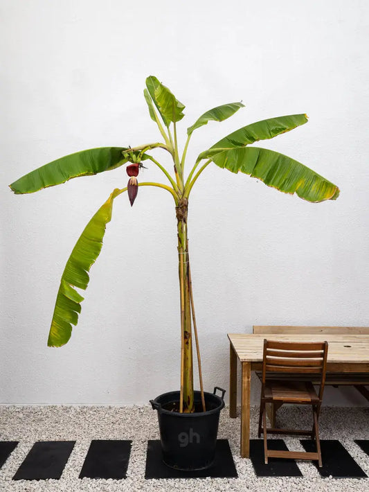 Banana Plant Green Heaven Plants