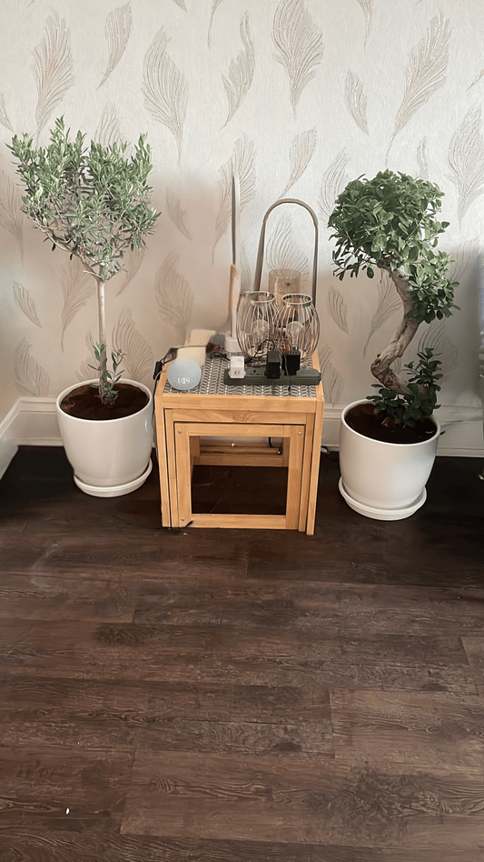 Olive + Ficus Bonsai Set with Short Ceramic Pots, Saucers & Decorative Stones - Free Delivery UAE