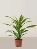 Dracaena Lemon Lime Head