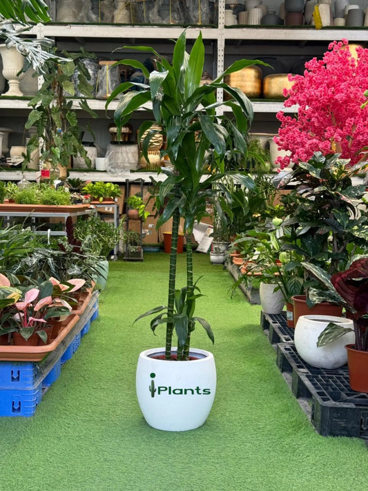 Dracaena compacta Head iPlants