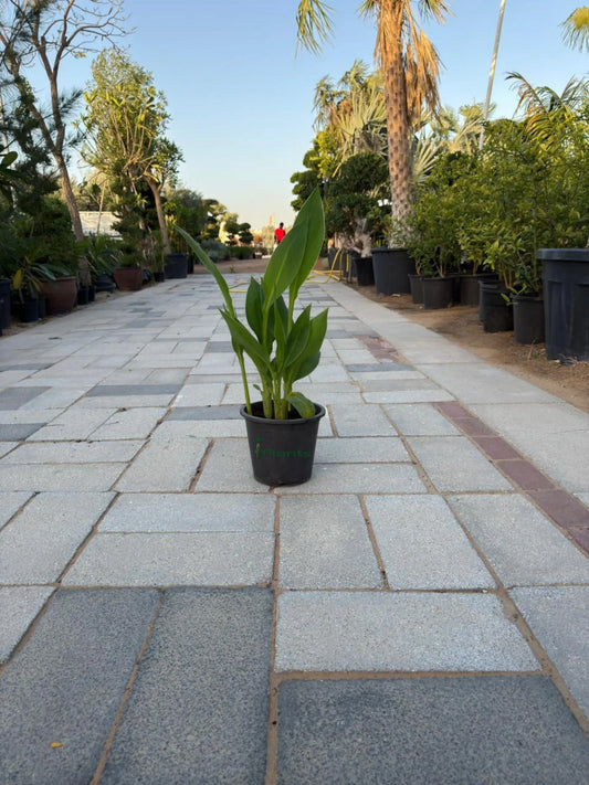 Canna Lily iPlants