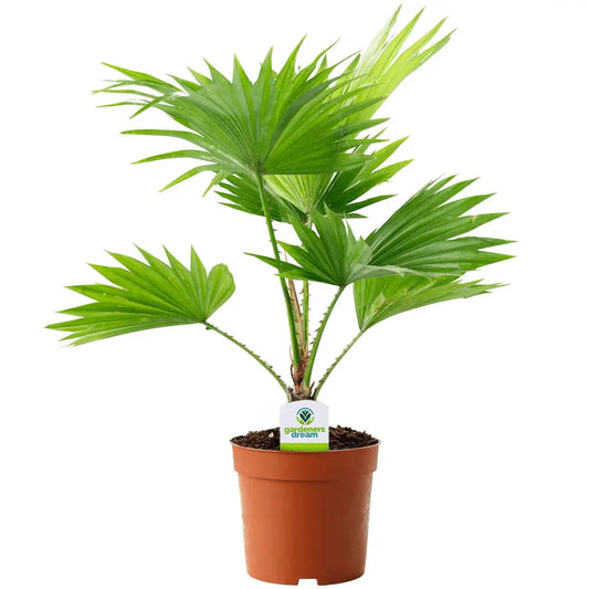 Livistona palm iPlants
