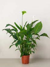 Peace Lily-A beautiful, easy-to-care-for houseplant with white flowers and glossy, dark green leaves.