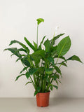 Peace Lily-A beautiful, easy-to-care-for houseplant with white flowers and glossy, dark green leaves.