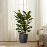 Rubber Plant In Black Ceramic Pot (Holland) 80 - 100cm