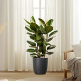 Rubber Plant In Black Ceramic Pot (Holland) 80 - 100cm