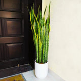 Sansevieria Trifasciata 'Laurentii' or Snake Plant