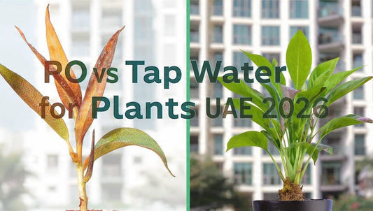 RO water vs tap water indoor plants Dubai brown leaves