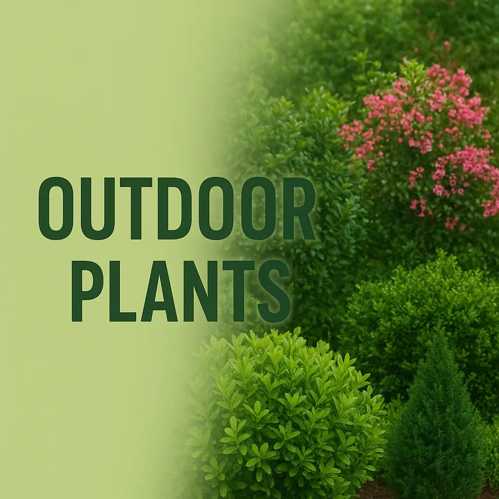 Outdoor Plants iPlants - What is Desert? Let's make our Emirates Green.