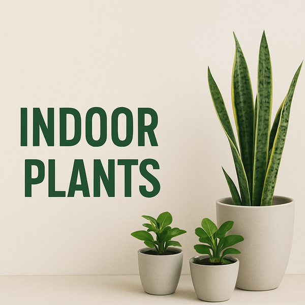 Indoor Plants