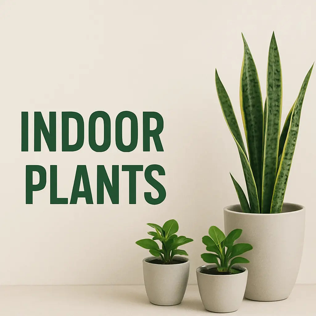Indoor Plants iPlants - What is Desert? Let's make our Emirates Green.