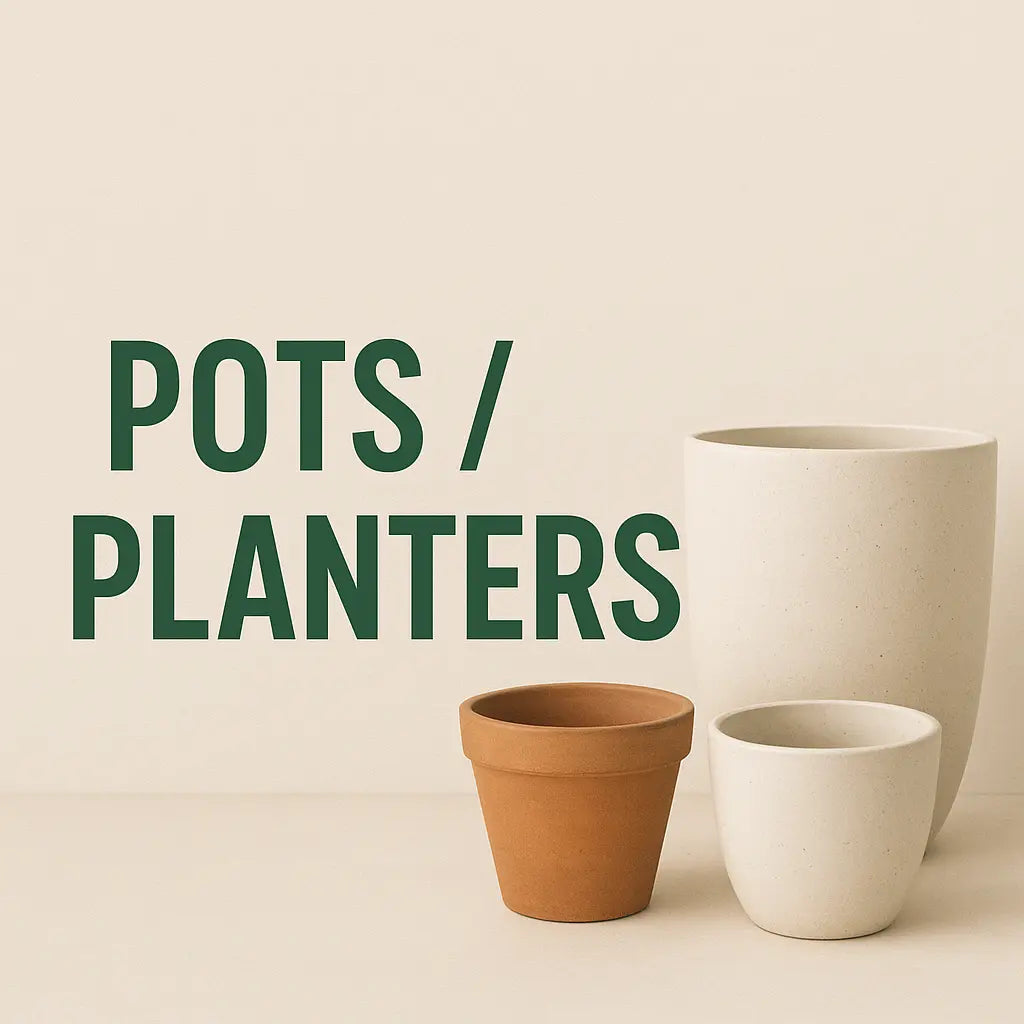 Pots/Planter iPlants - What is Desert? Let's make our Emirates Green.