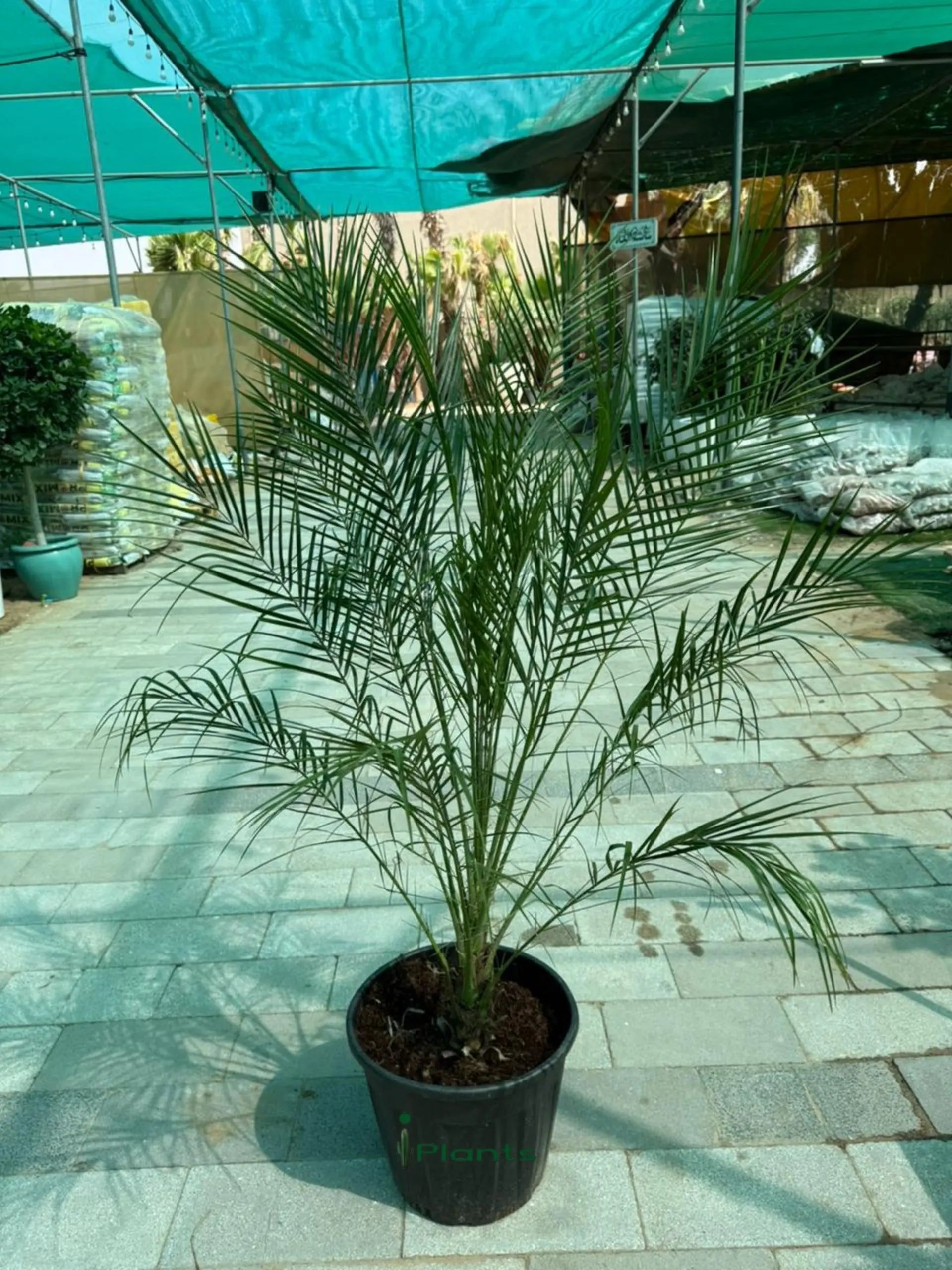 Phoenix Palm iPlants