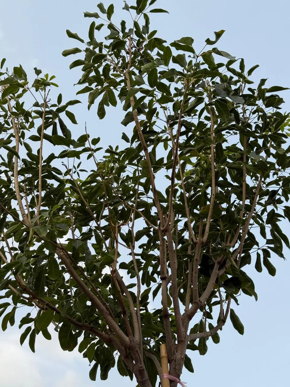 Tabebuia Rosea Plant iPlants