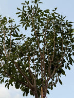 Tabebuia Rosea Plant iPlants