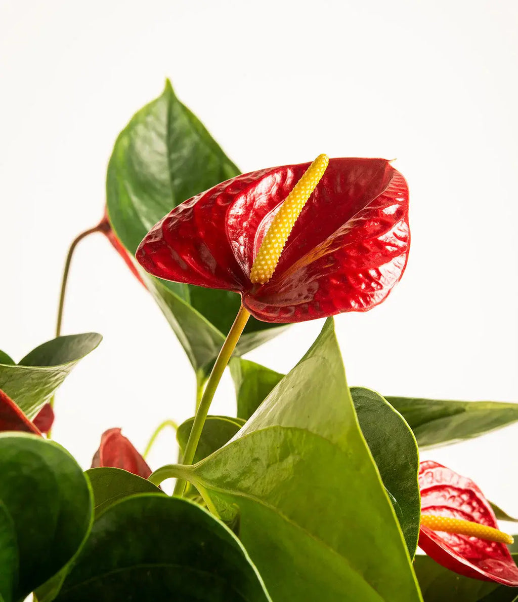 Anthurium Red iPlants