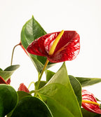 Anthurium Red iPlants