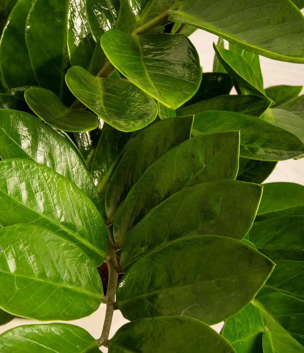 Zamia Plant / ZZ plant Green Heaven Plants