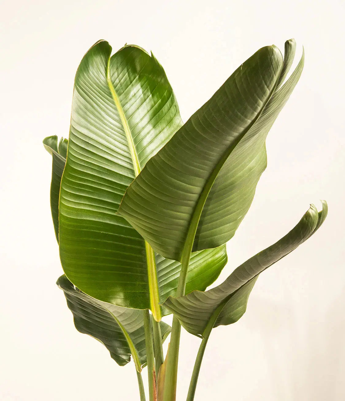 Bird of Paradise (Strelitzia) iPlants