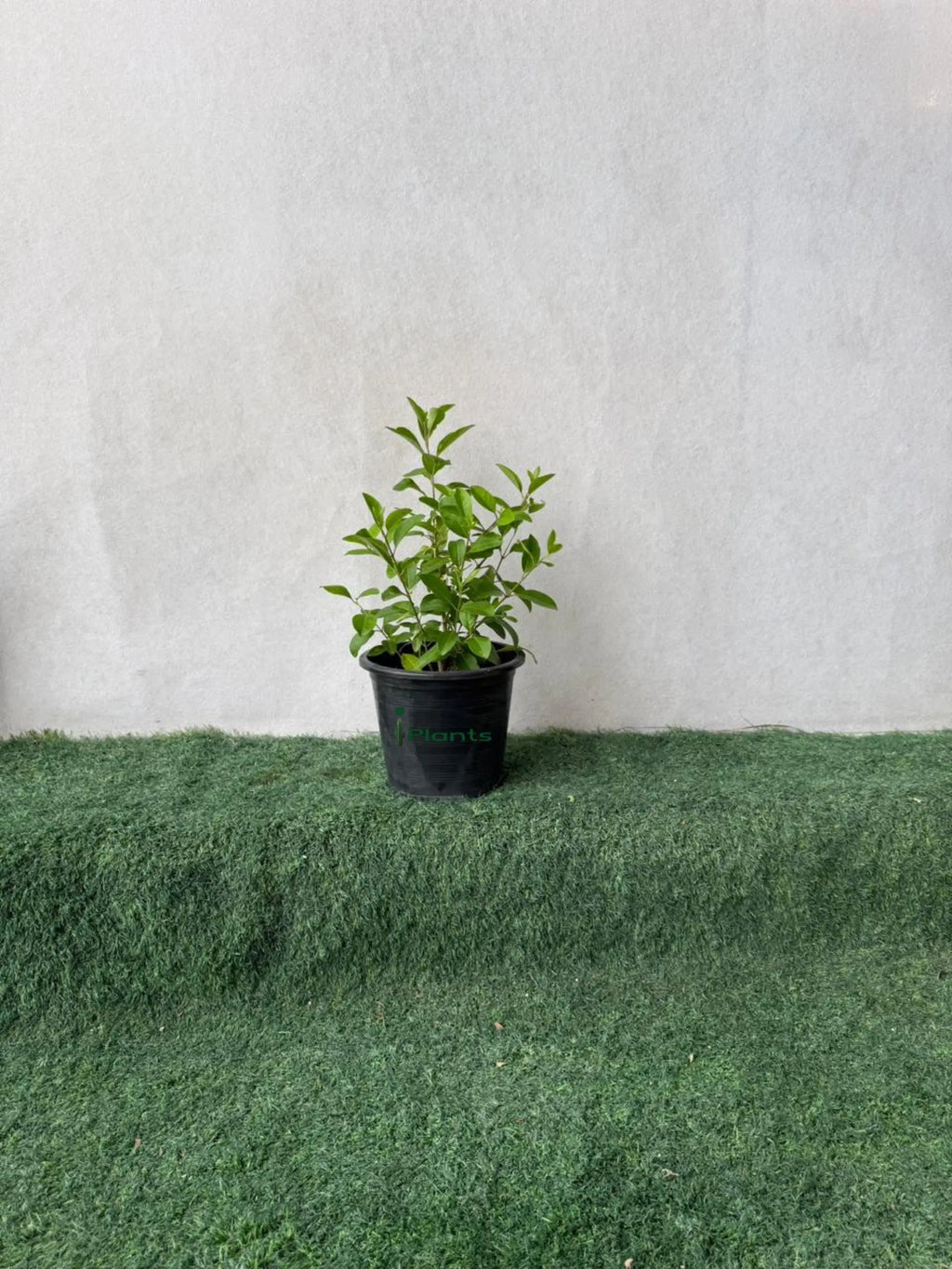 Dumdum iPlants