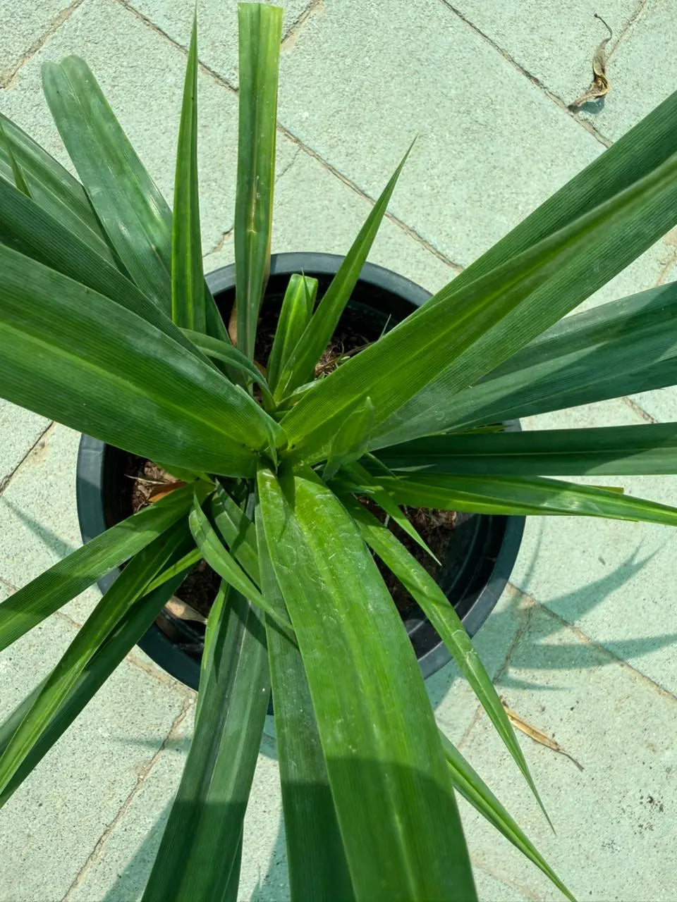 Pandanus Green iPlants