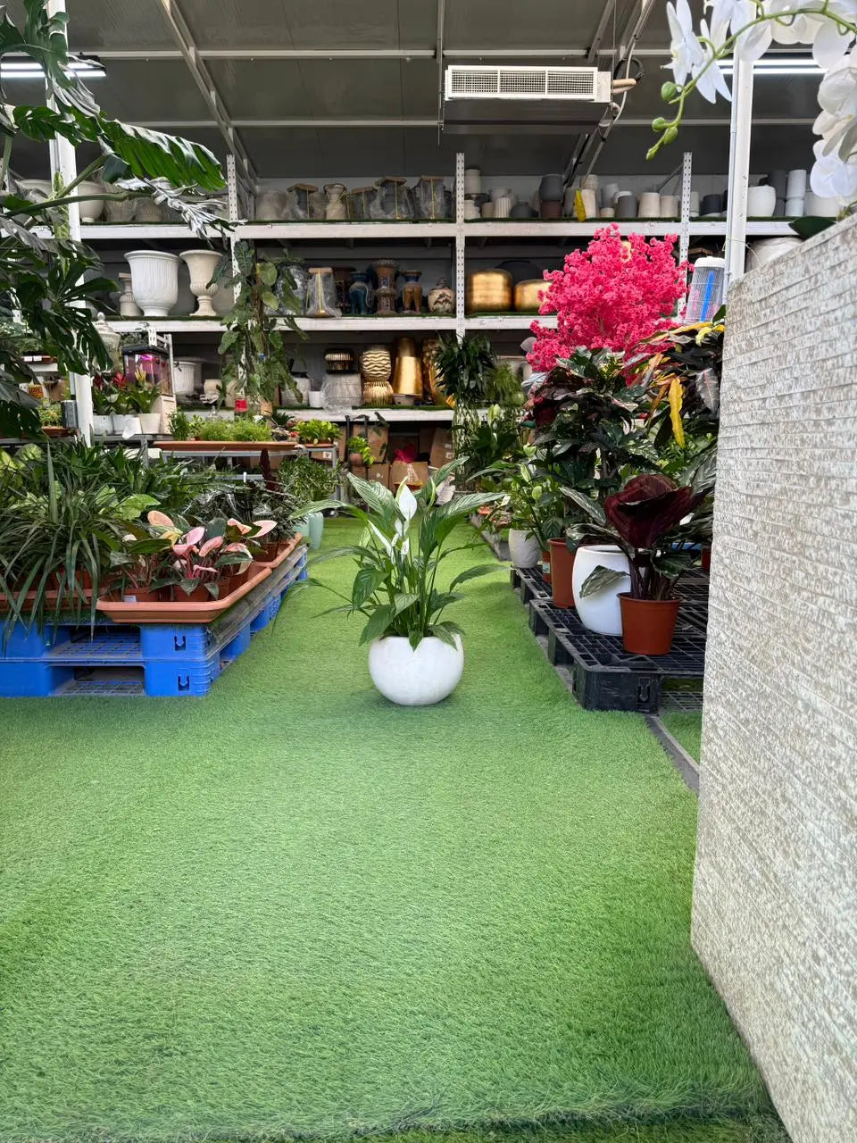 Peace Lilly Green Heaven Plants