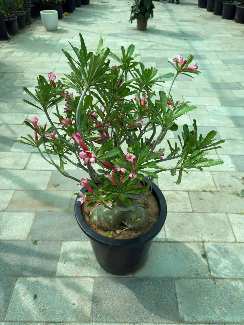 Desert rose (Thick Stem) iPlants