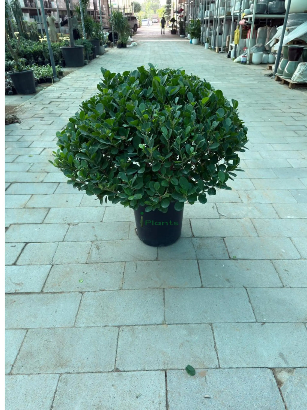 Ficus Panda ball iPlants