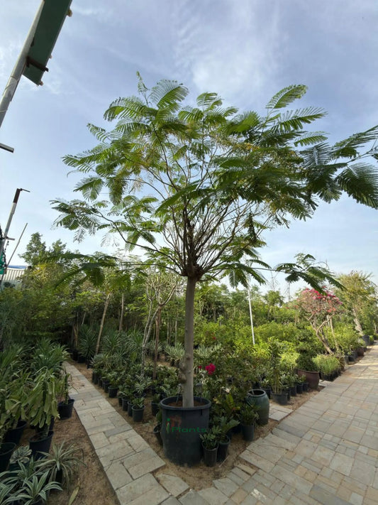 Delonix regia iPlants
