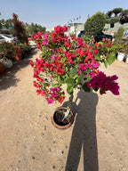 Bougainvillea one head iPlants
