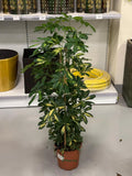 Schefflera Variegated iPlants