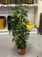 Schefflera Variegated iPlants